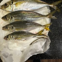 アジ