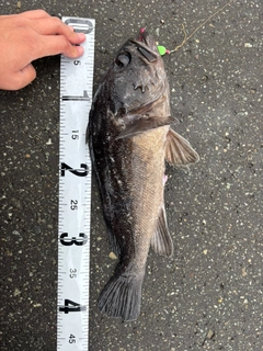 クロソイの釣果