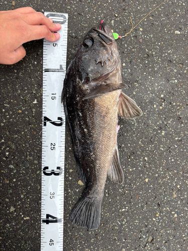 クロソイの釣果