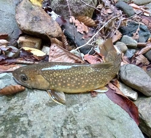 ニッコウイワナの釣果