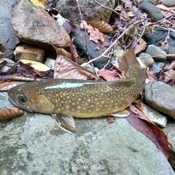 ニッコウイワナ