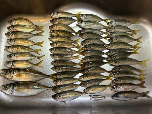 マアジの釣果