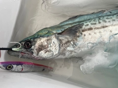 サワラの釣果