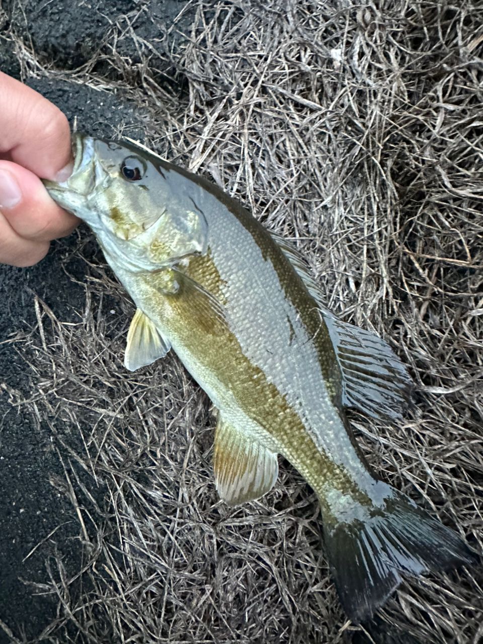 スモールマウスバス