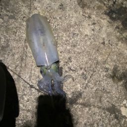 アオリイカ