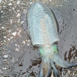 アオリイカ