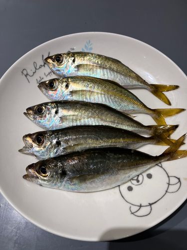アジの釣果