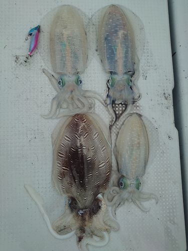 アオリイカの釣果