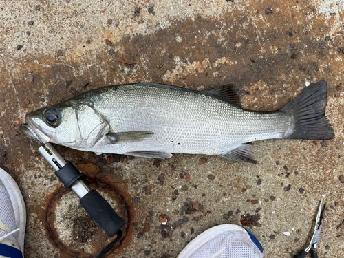 ヒラスズキの釣果