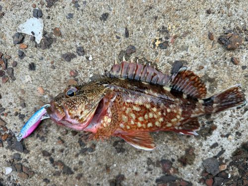 アラカブの釣果
