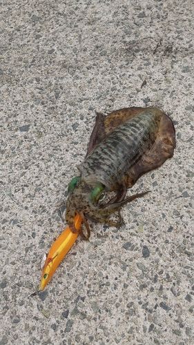アオリイカの釣果