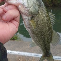 ラージマウスバス