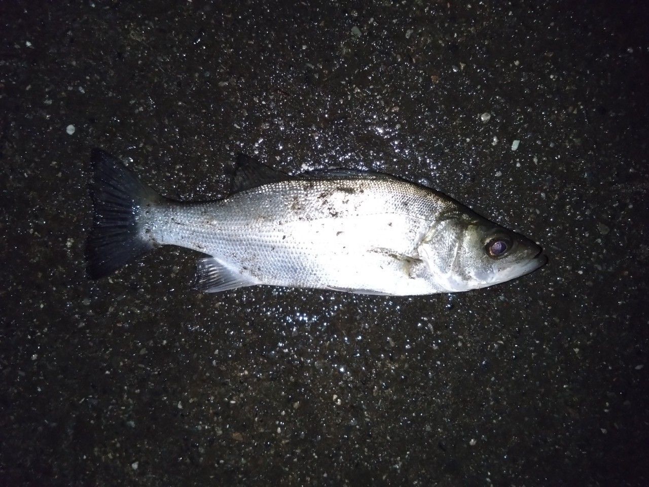 セイゴ（ヒラスズキ）