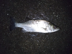 セイゴ(ヒラスズキ)の釣果