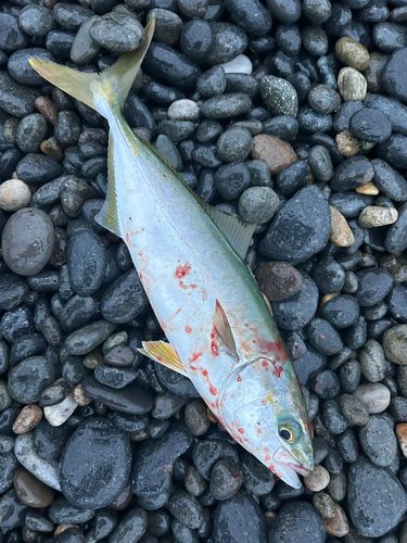 コゾクラの釣果