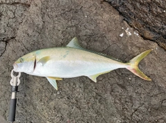 ヒラマサの釣果