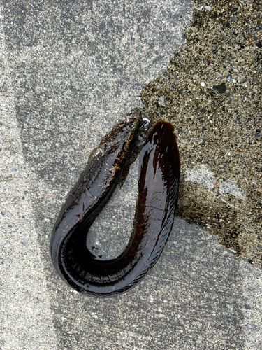 ギンポの釣果
