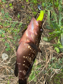 キジハタの釣果
