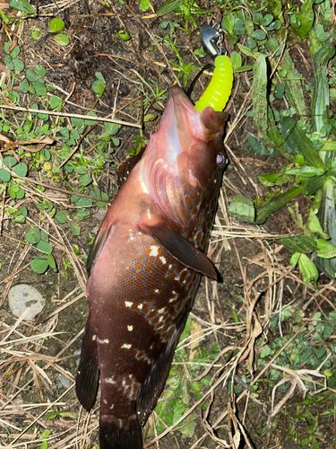 キジハタの釣果