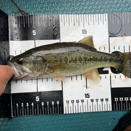 ラージマウスバス