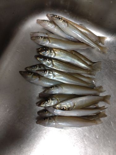 キスの釣果