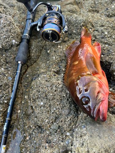 アカハタの釣果