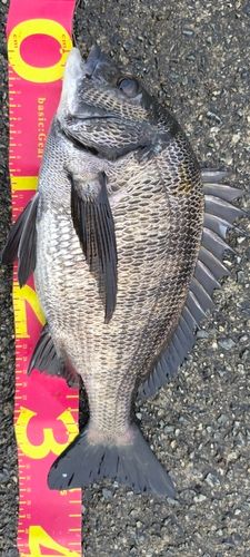 チヌの釣果