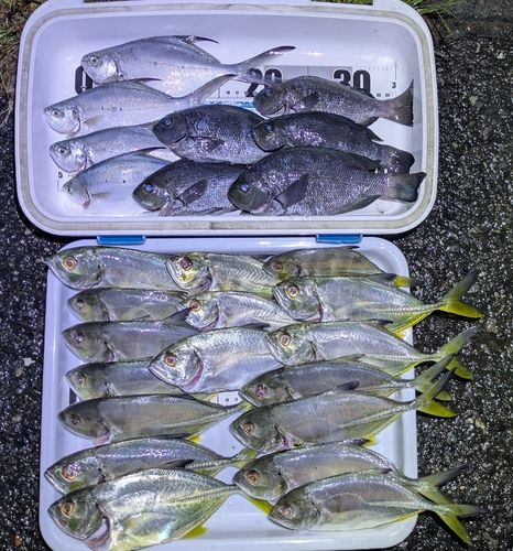 ギンガメアジの釣果