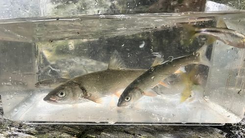 ウグイの釣果