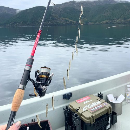 ワカサギの釣果