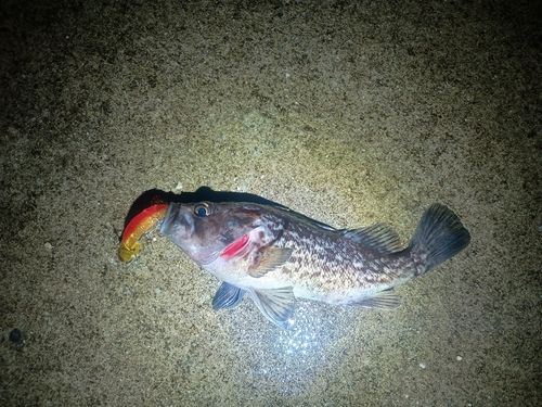 気仙沼湾
