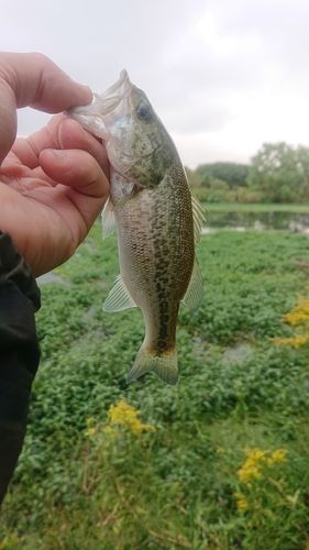 ラージマウスバスの釣果