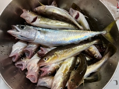 コマイの釣果
