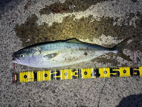 ワラサの釣果