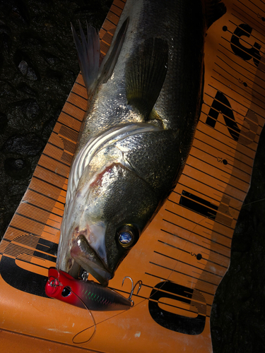 シーバスの釣果