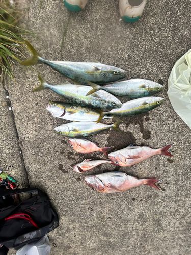 フクラギの釣果