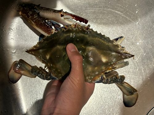 タイワンガザミの釣果