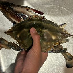 タイワンガザミ