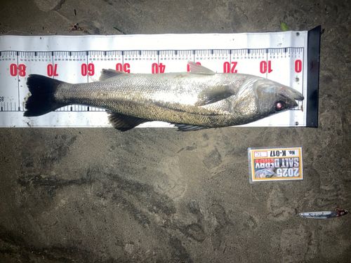 シーバスの釣果