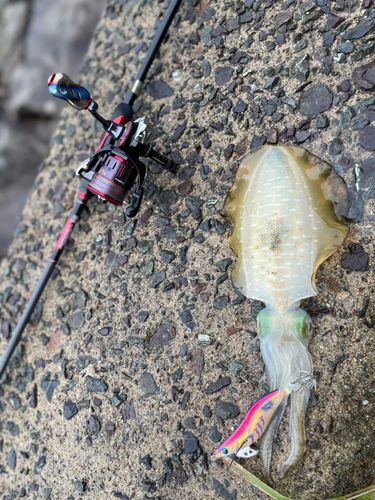 アオリイカの釣果