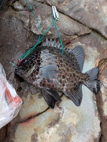 サンバソウの釣果