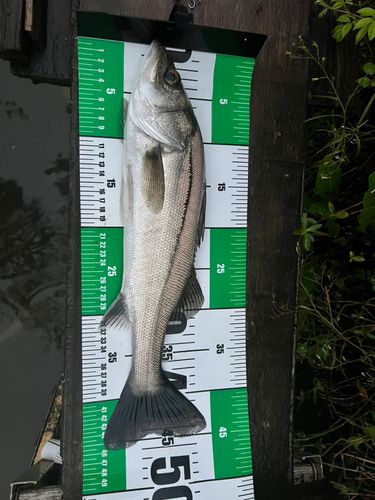 シーバスの釣果