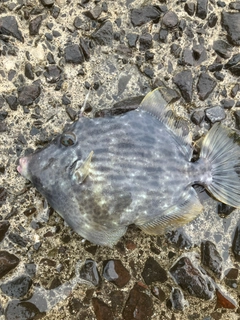 カワハギの釣果