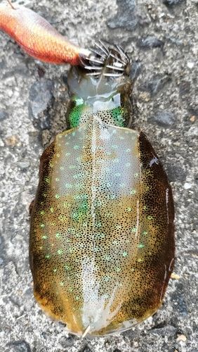 八代海