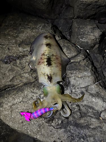 アオリイカの釣果