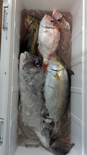 土佐湾