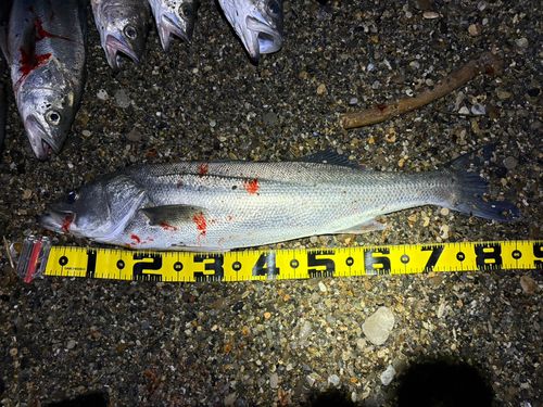 シーバスの釣果