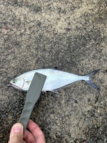 イケカツオの釣果