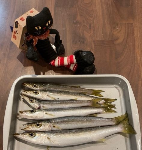 カマスの釣果