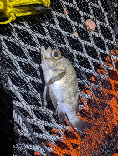 クロメバルの釣果